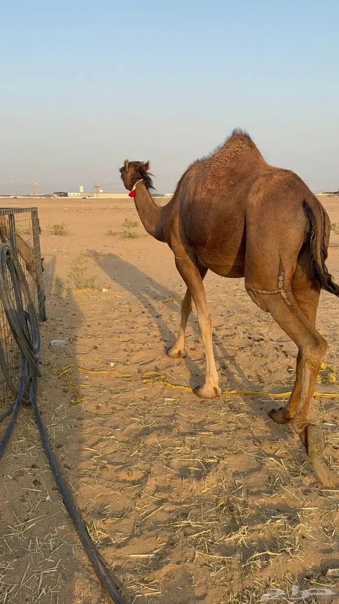 للبيع 2 بكار جذعات ملاقي على وشك تلد 21