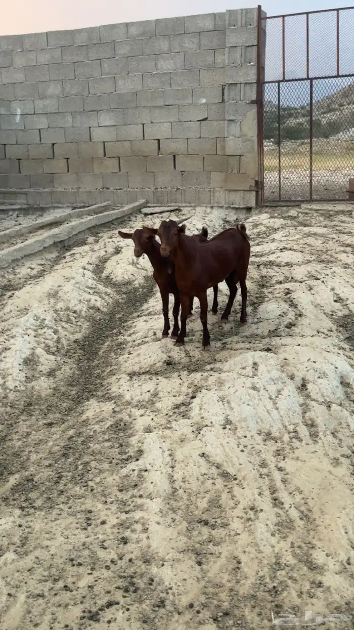 فحول دهم( تم البيع ) 3