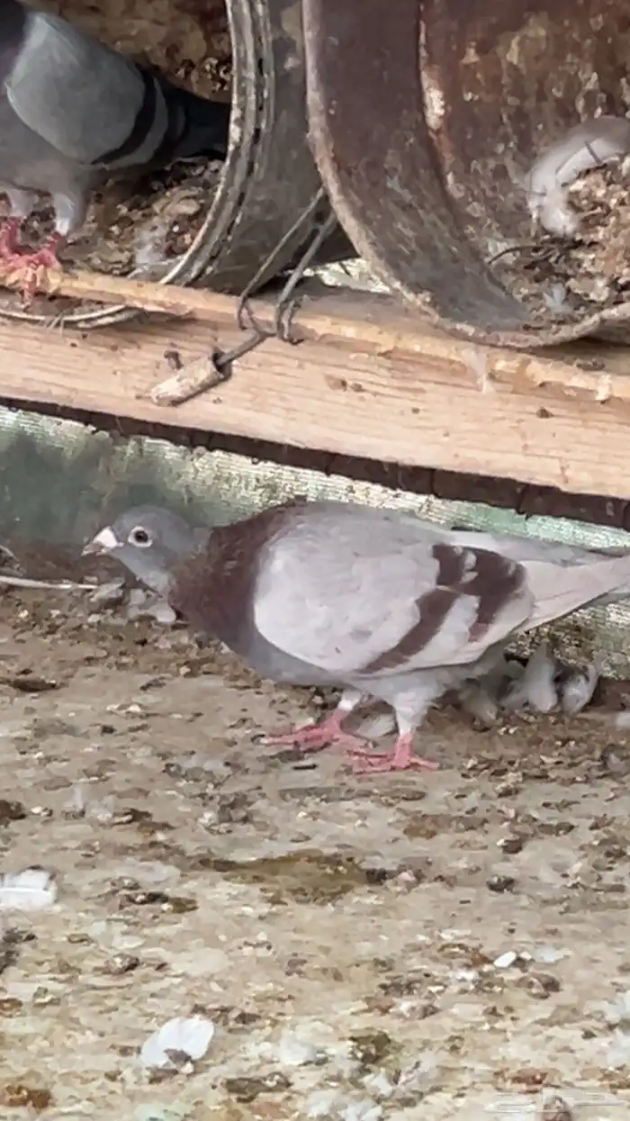 حمام للبيع 2