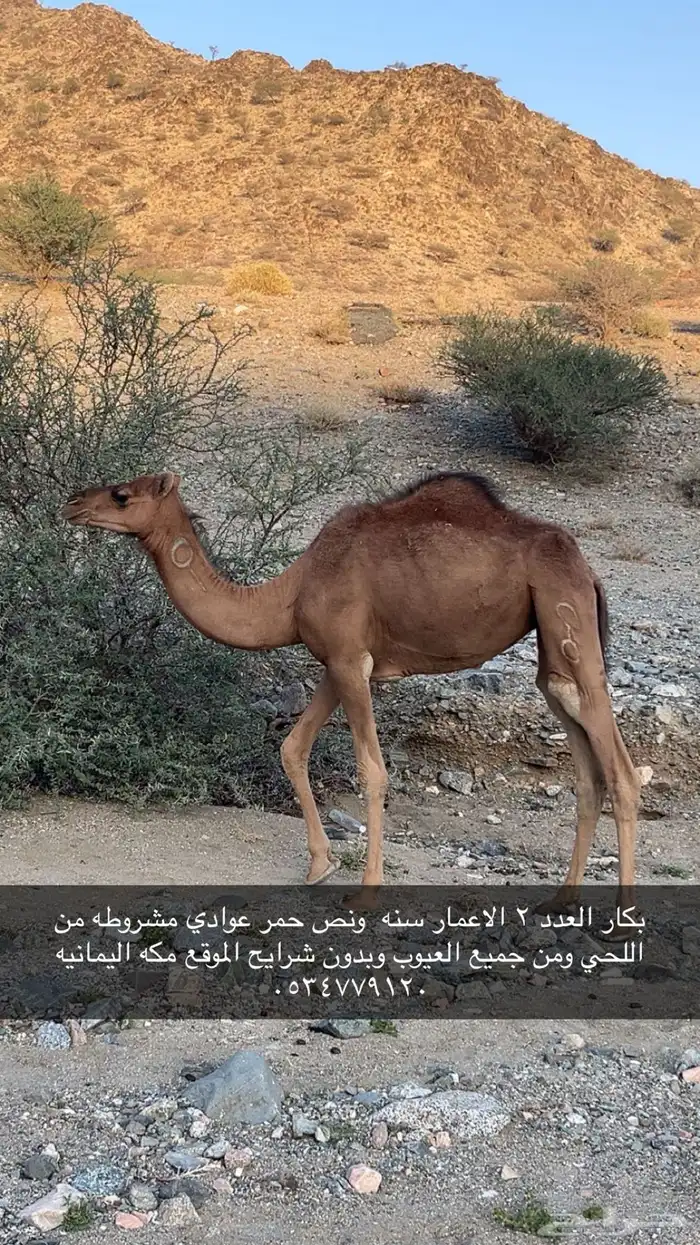 بكار عوادي حمر 1