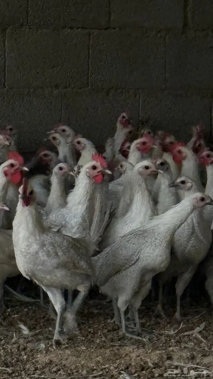 دجاج بشاير فيومي المنيوم سوبر 650 حبه 4