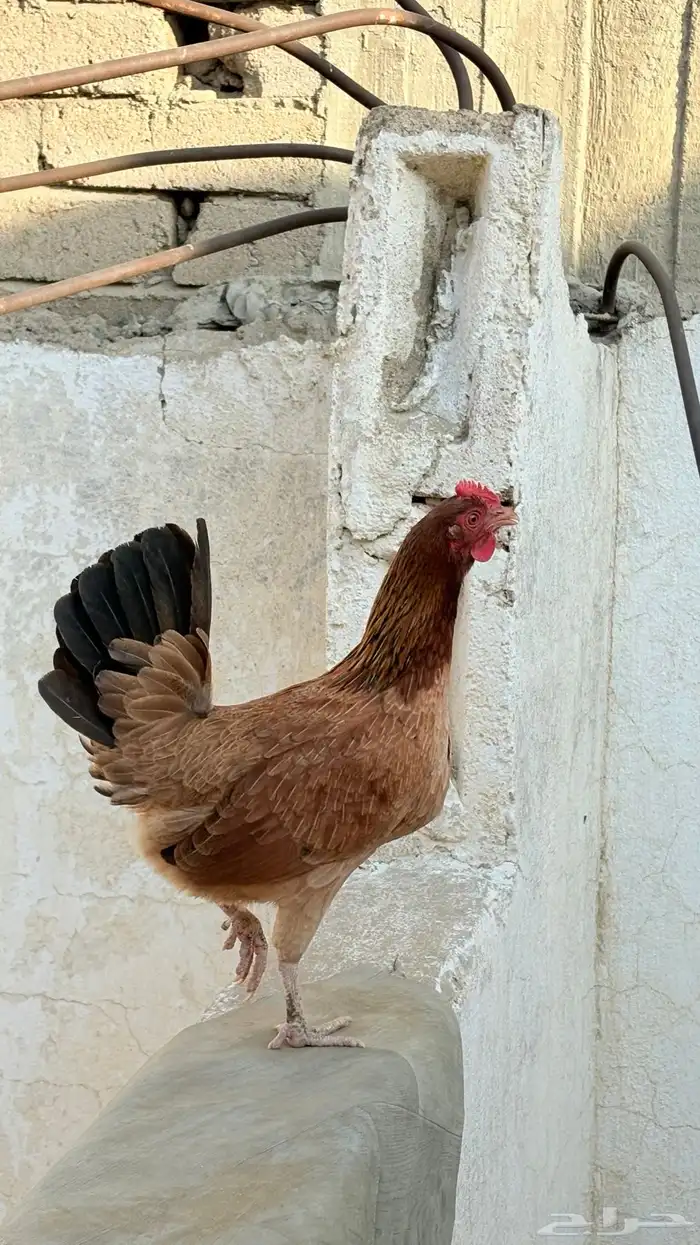 دجاج عربي فري 1