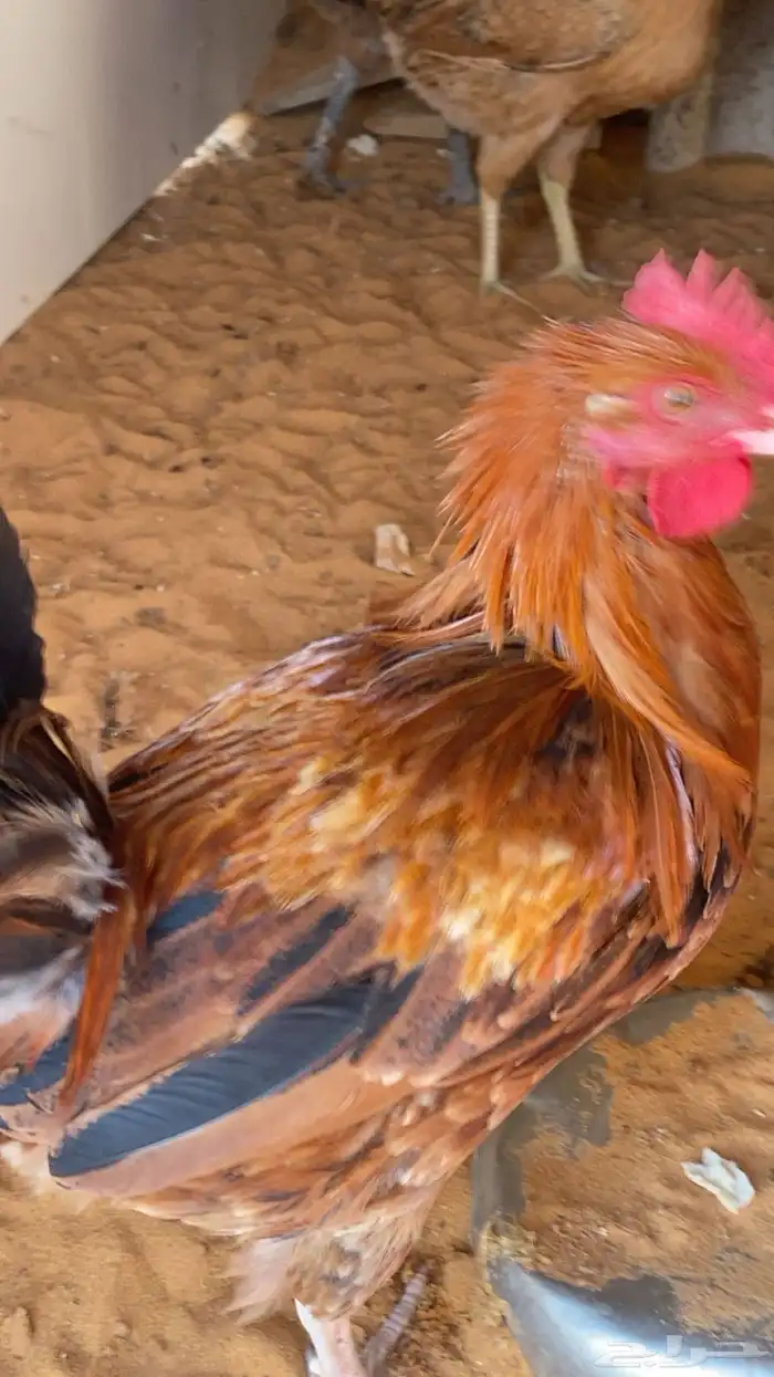 ديكه للبيع 4