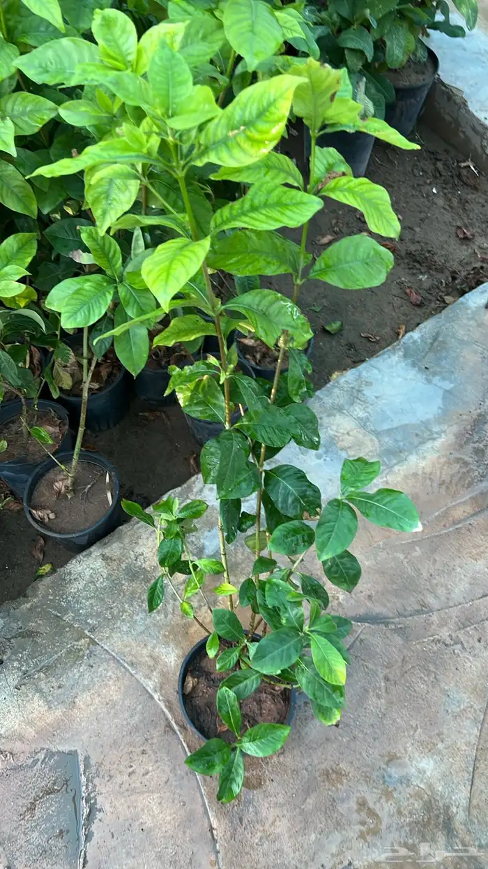 أشجار متوسط جميله 1