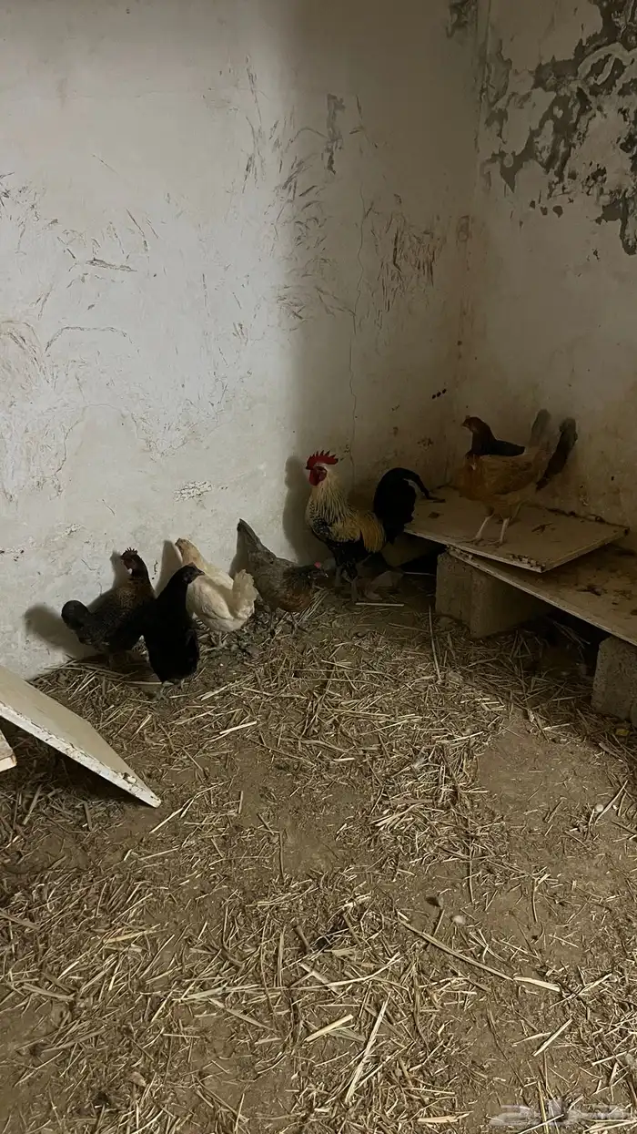 دجاج للبيع 0