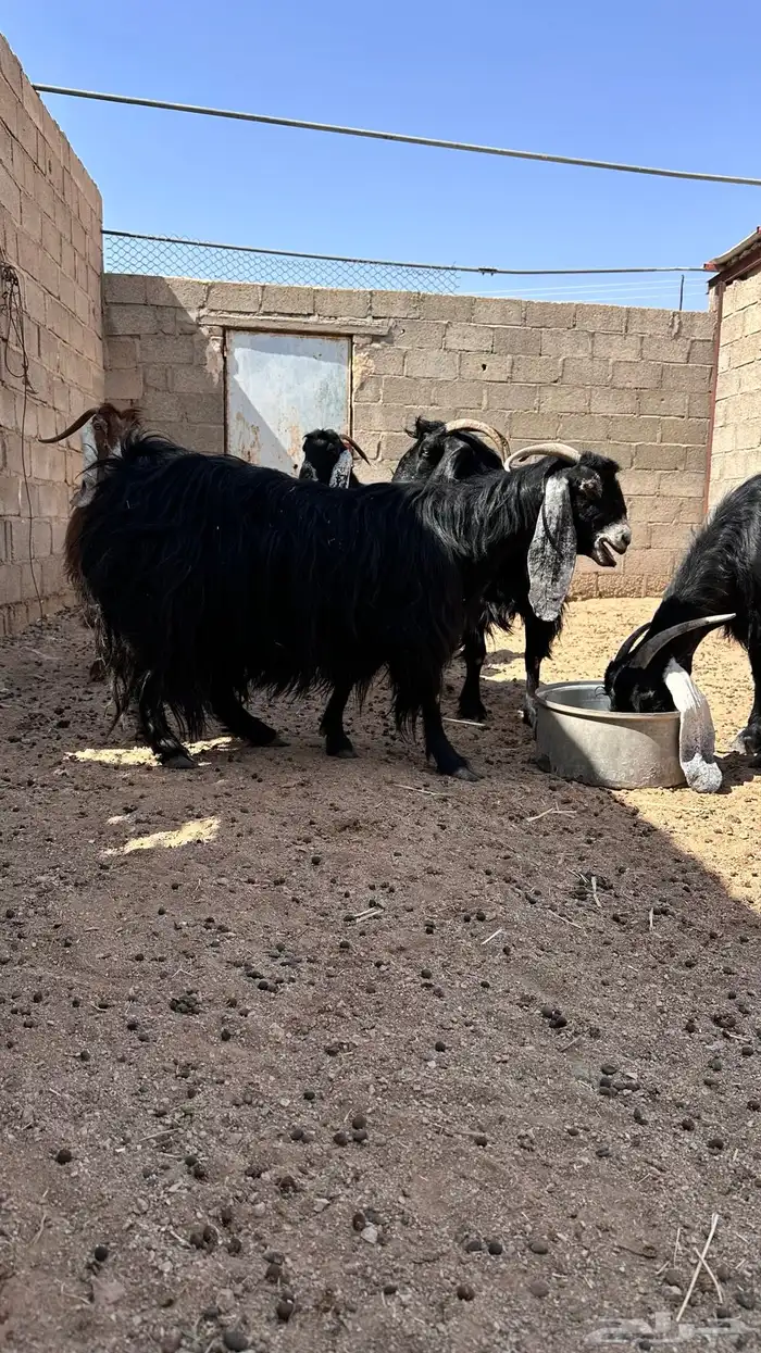 معزا للبيع 0
