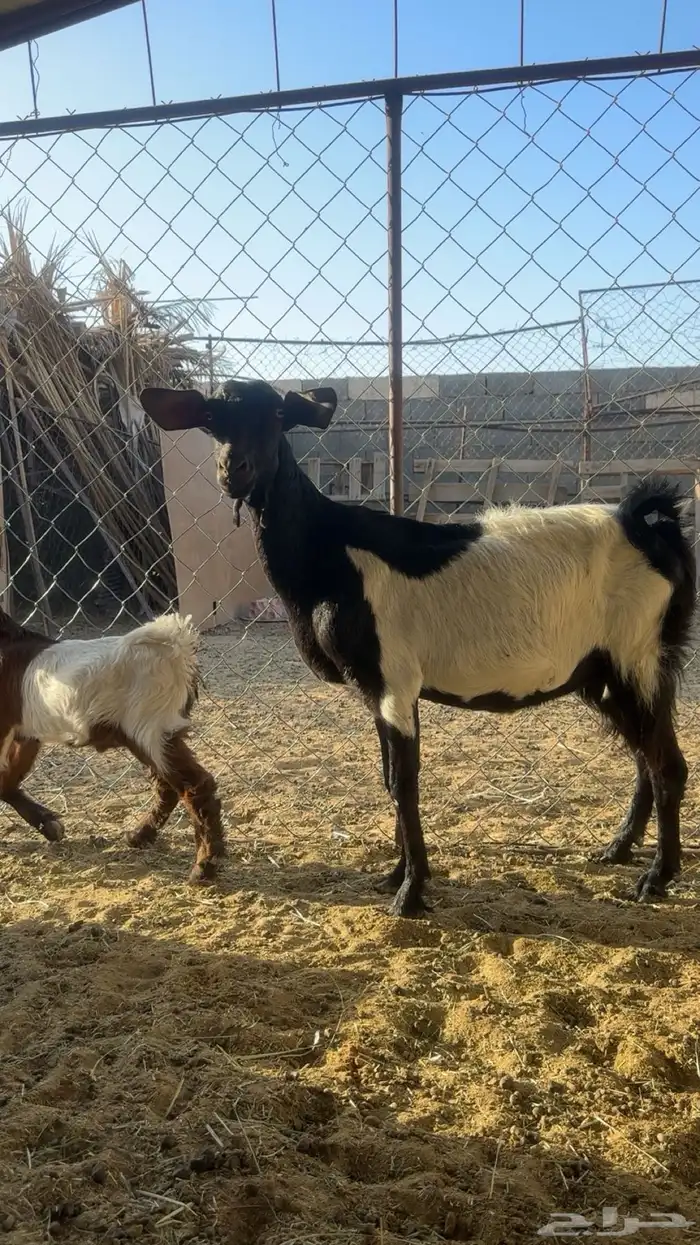 شاه وتيس 0
