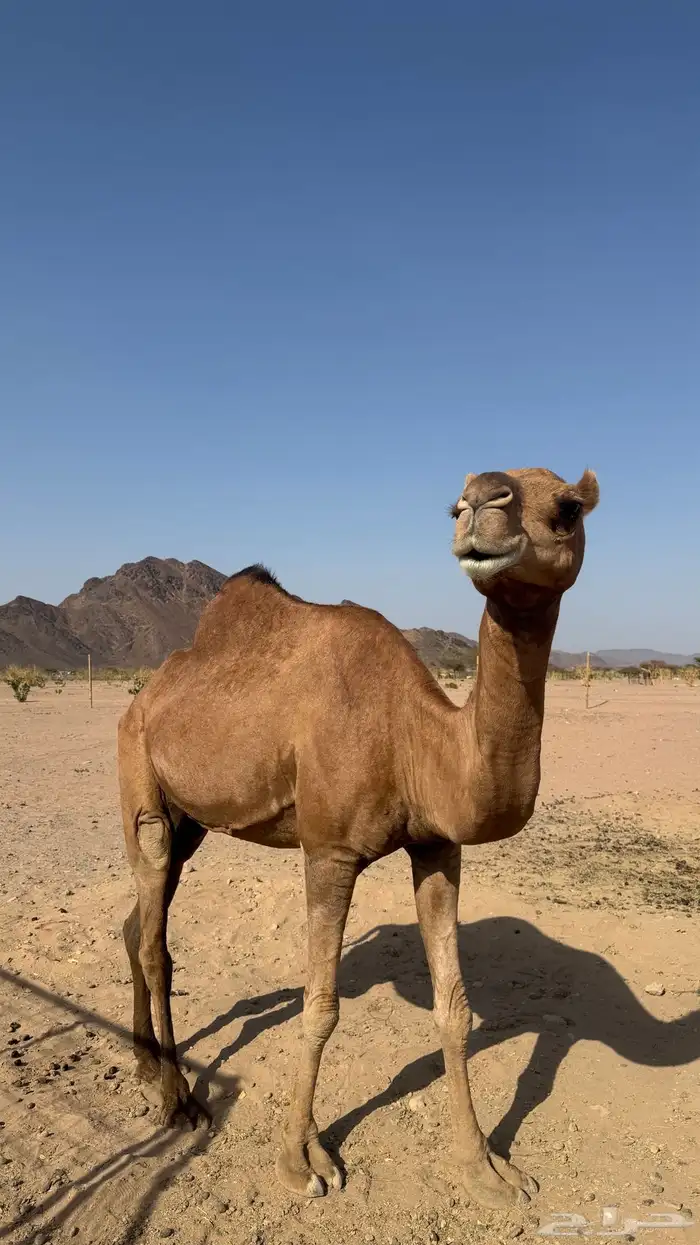 ناقه عشرا تحتها قعود 0