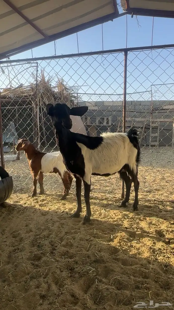 شاه وتيس 4