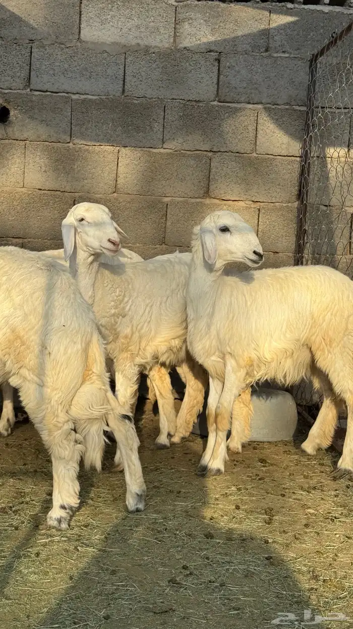 فحل ضان كفو جدا وانتاجه كفو 3