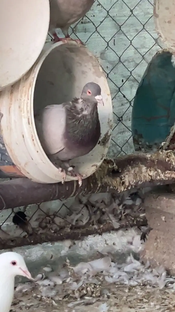 حمام للبيع 1