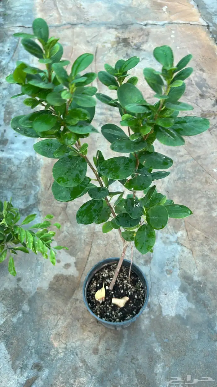 أشجار متوسط جميله 3