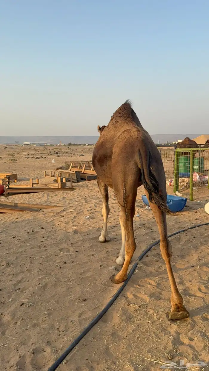 للبيع 2 بكار جذعات ملاقي على وشك تلد 12