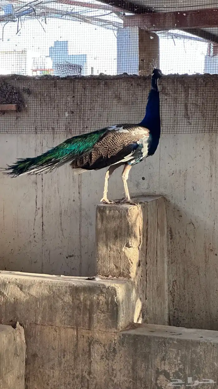 طائوس عمره 4ونص 0