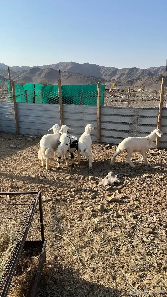 طليان تم البيع 3