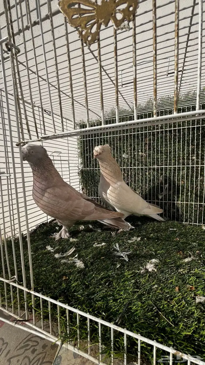 حمام تركي 1