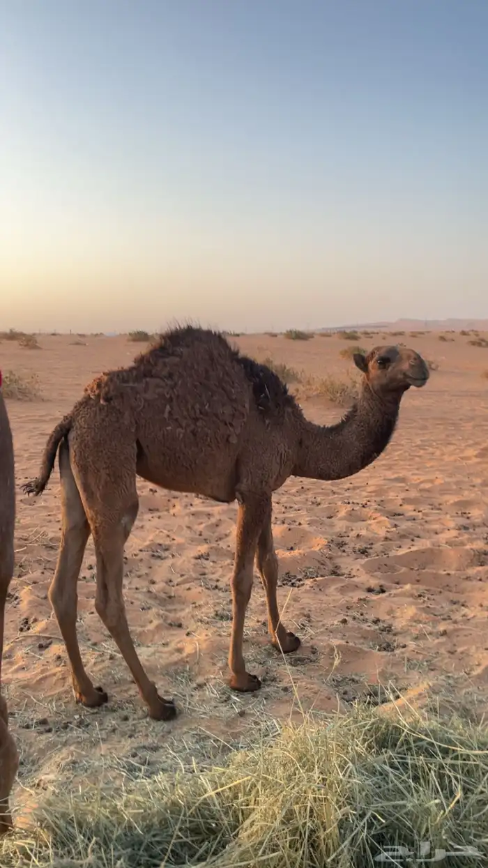 بكرة عمرها 6 شهور بصحة جيدة 2