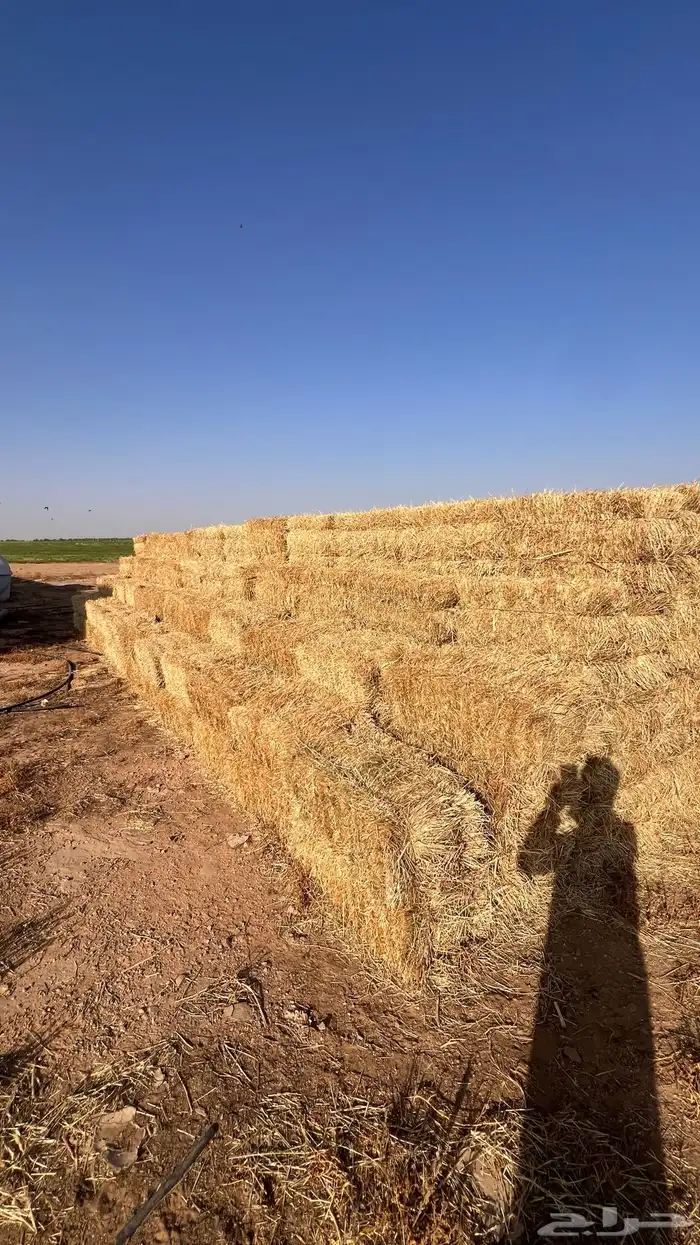 هيبان صافي 0