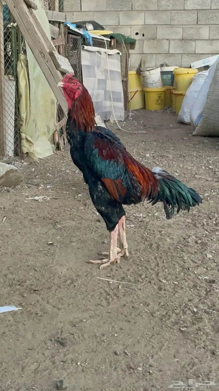 ديك شامو ياباني 2
