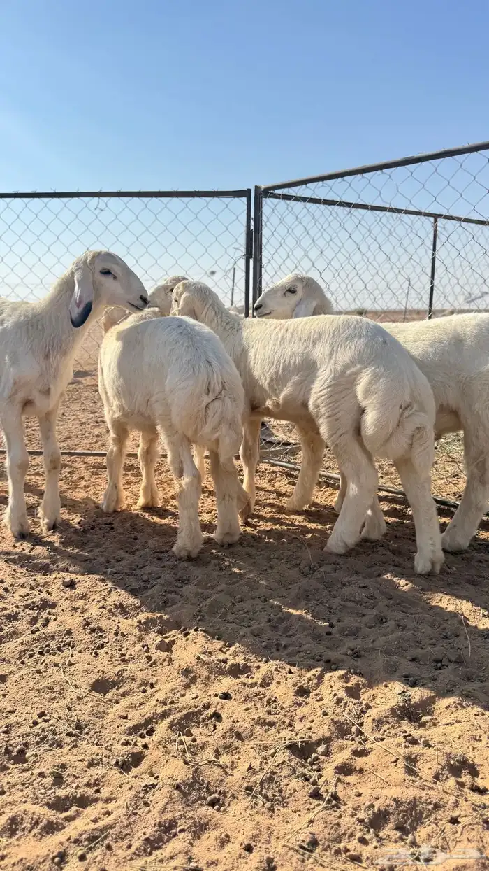 بهم حري نضيف الشحم فل طيب العدد خمس 0