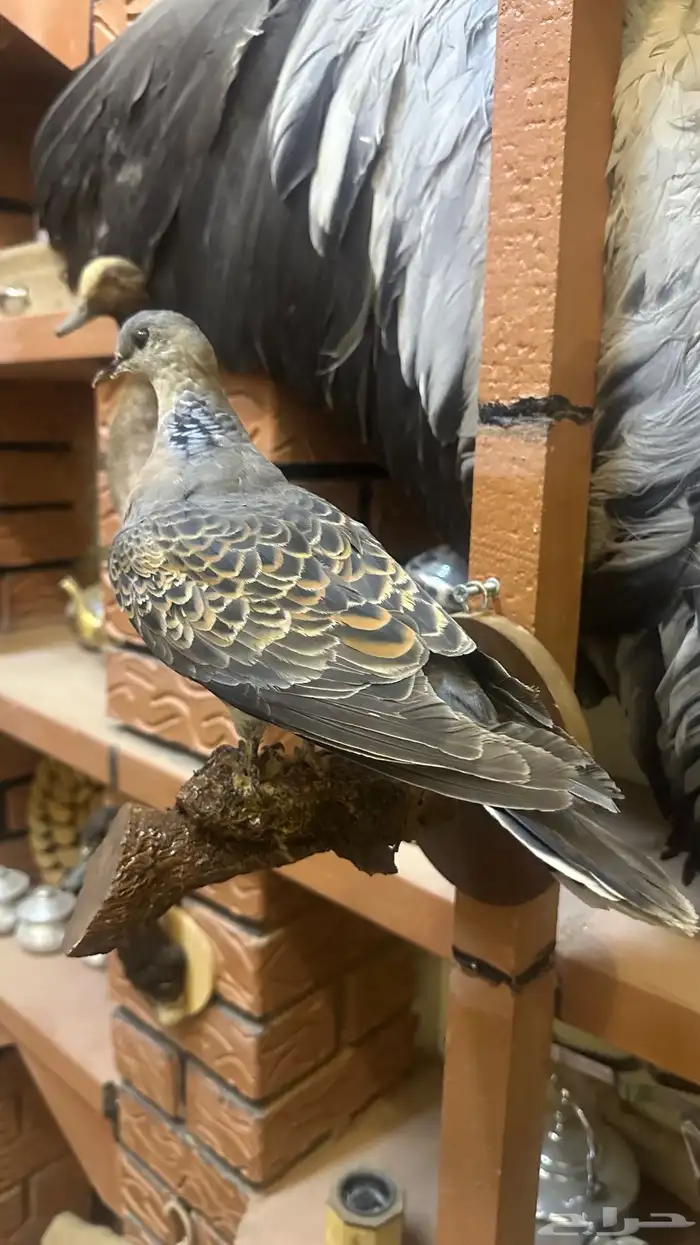 تمثال قميري اغرابي محنط تحنيط 1