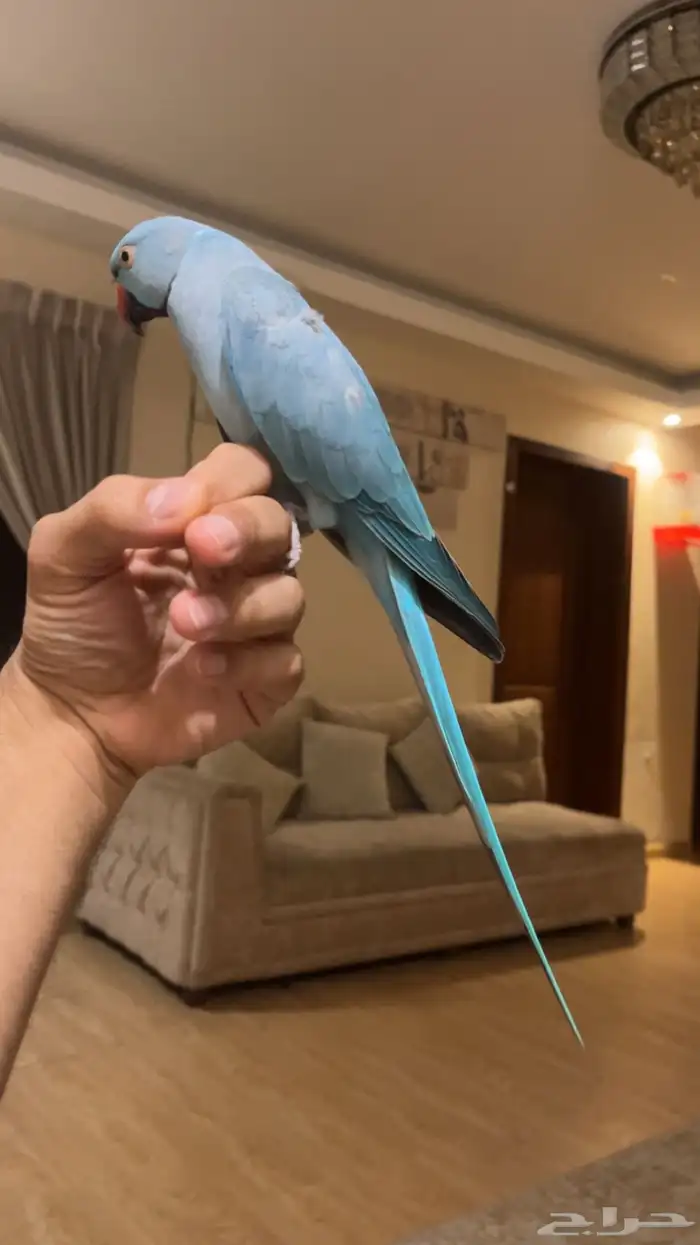 تم البيع تم البيع دره ازرق اليف حمامه 2