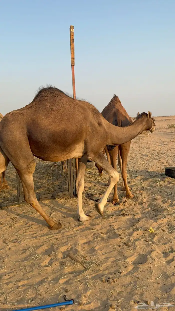 للبيع 2 بكار جذعات ملاقي على وشك تلد 6