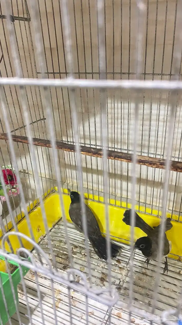 طيور بلبل 2 سوري 0
