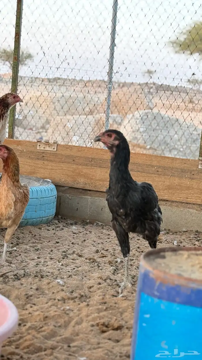 دجاج باكستاني 5