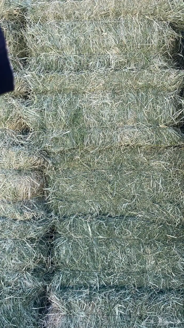 برسيم اعلاف صافي ومخلوط وتبن 1