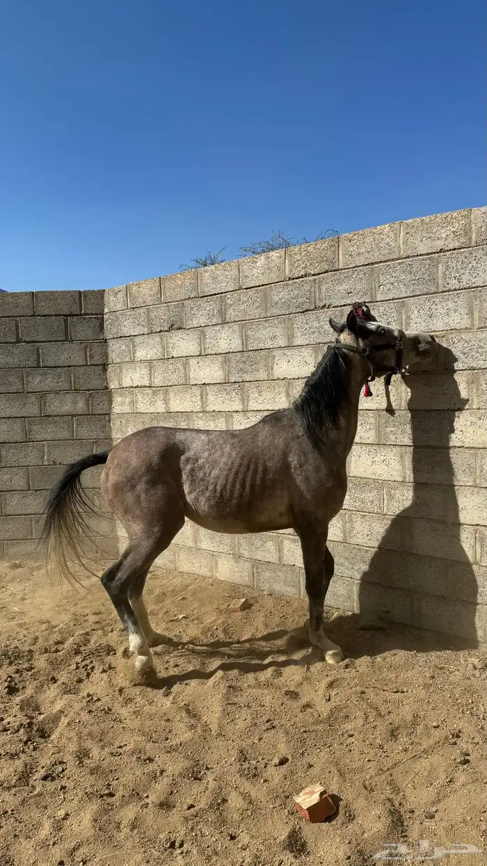 مهره للبيع 3