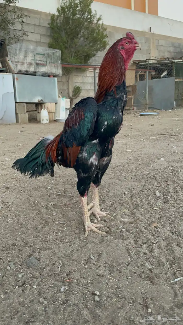 ديك شامو ياباني 1