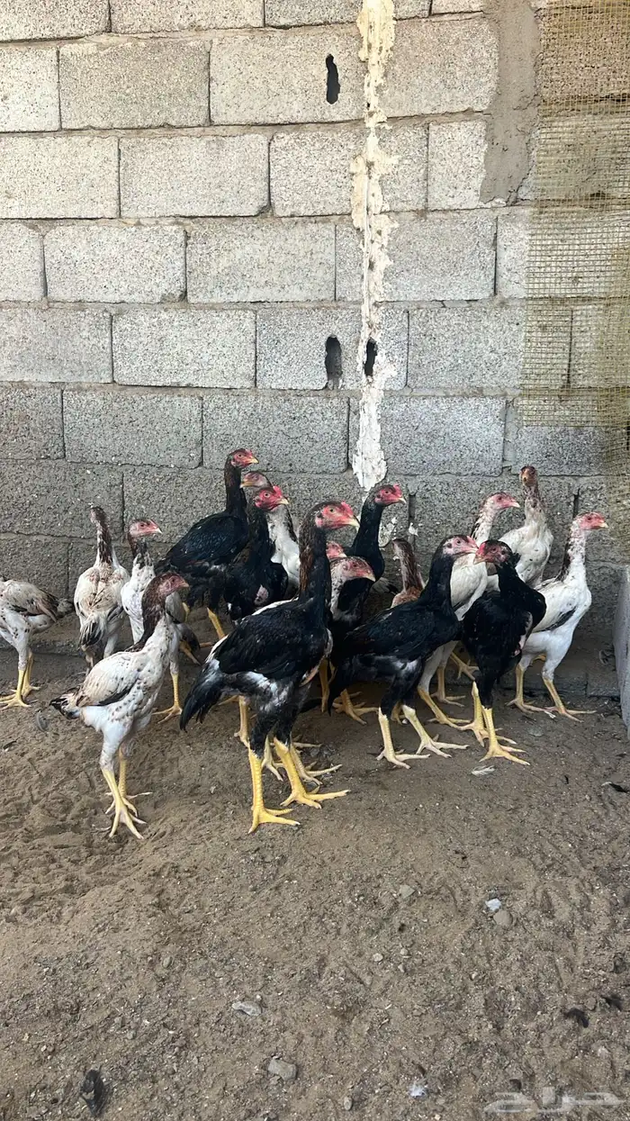 فروخ شامو ياباني 3