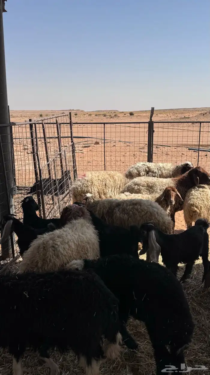 غنم مواليد نعيم و تيوس 1