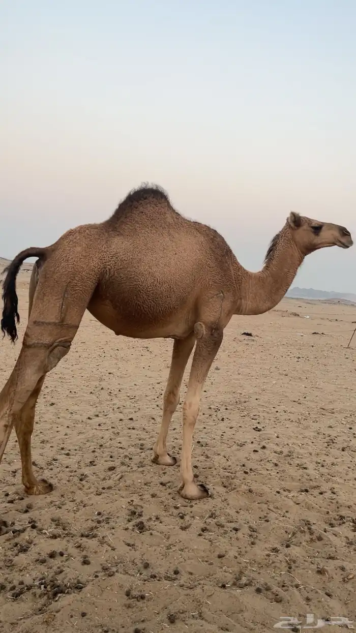 بكره لقحه في 5 شهور 0