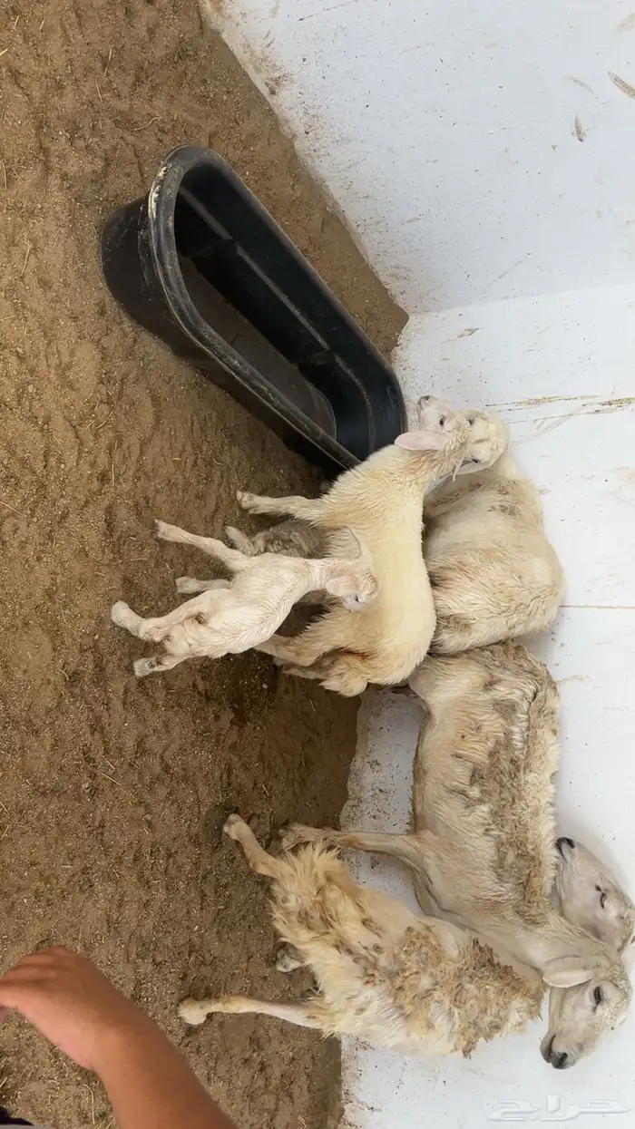 ضان بعيالها للبيع 0