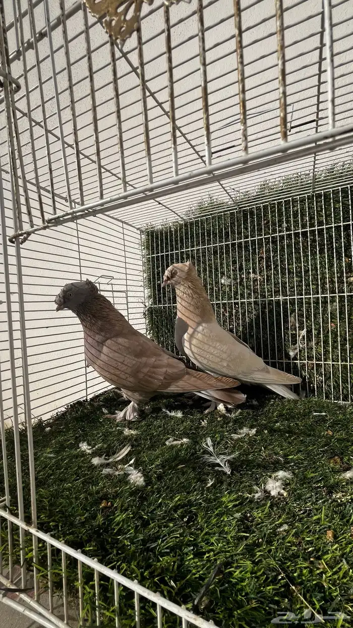 حمام تركي 3