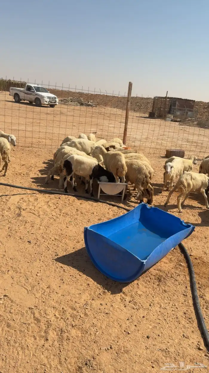 للبيع رخال رفيديات 75 بلدي 0