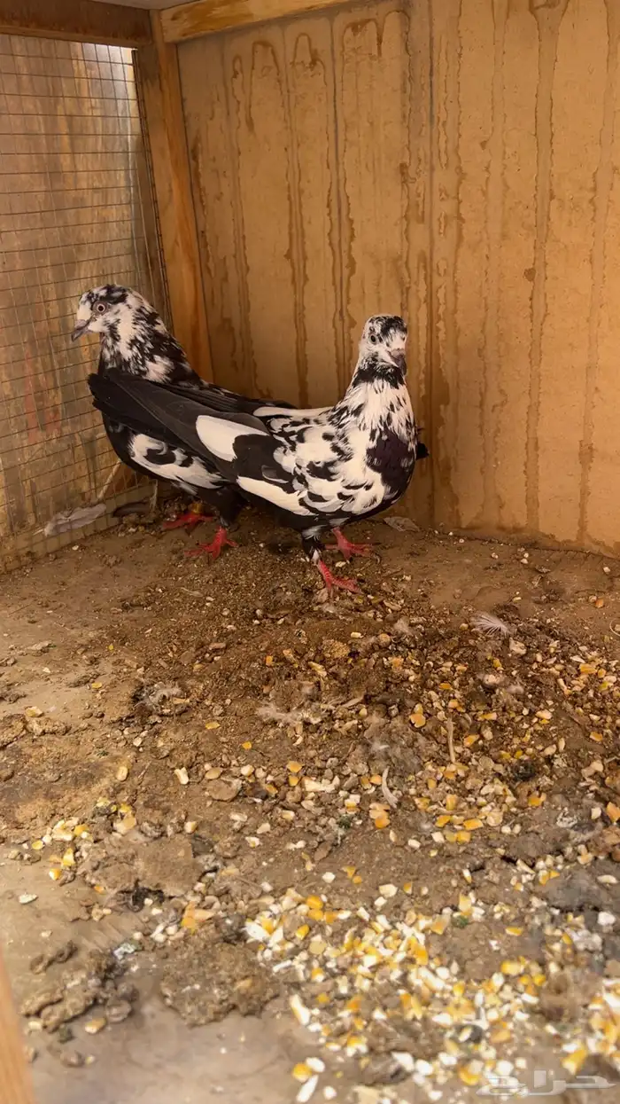 جوز قطايف نمش معرف ونوادر 0