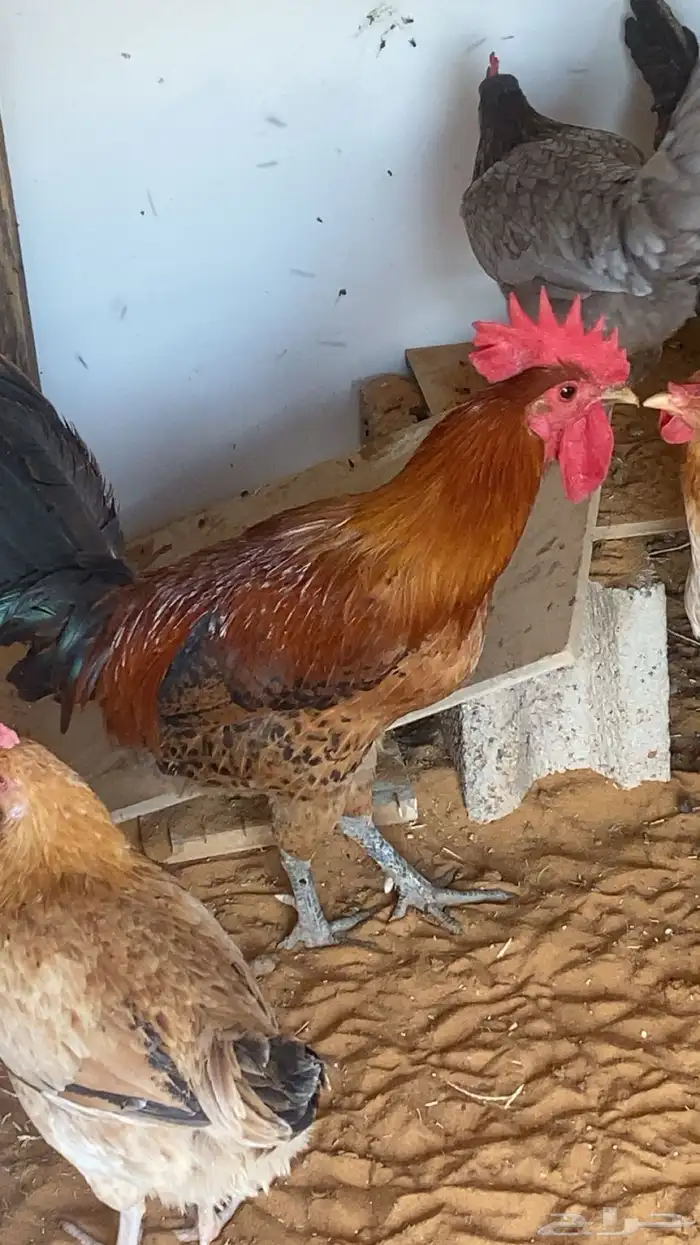 ديكه للبيع 1