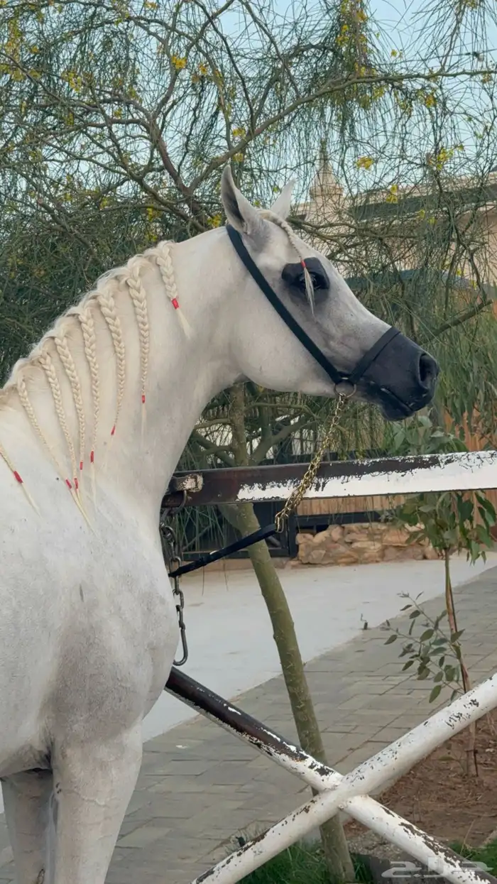 اعلان ل إتاحة الفحل الفاخر صايل الشاهين للتشبيه 0