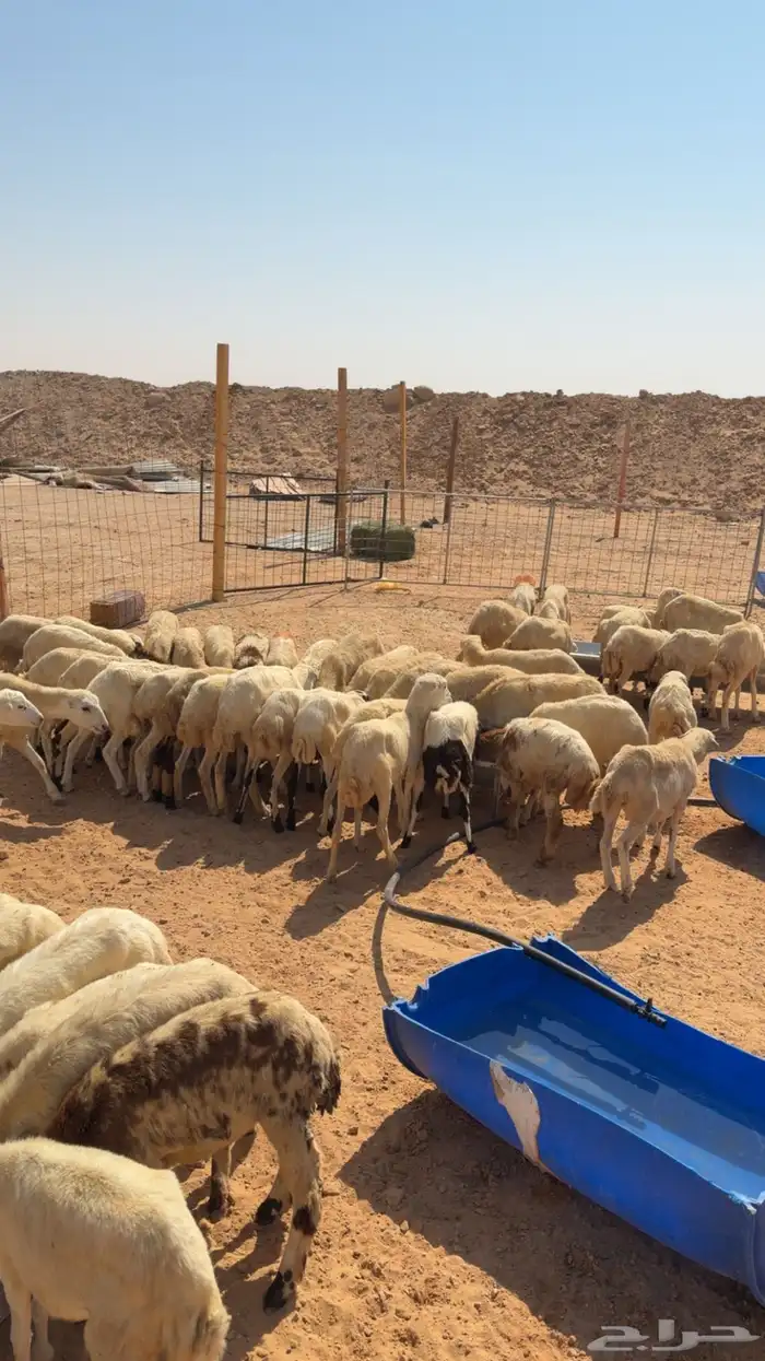 للبيع رخال رفيديات 75 بلدي 2