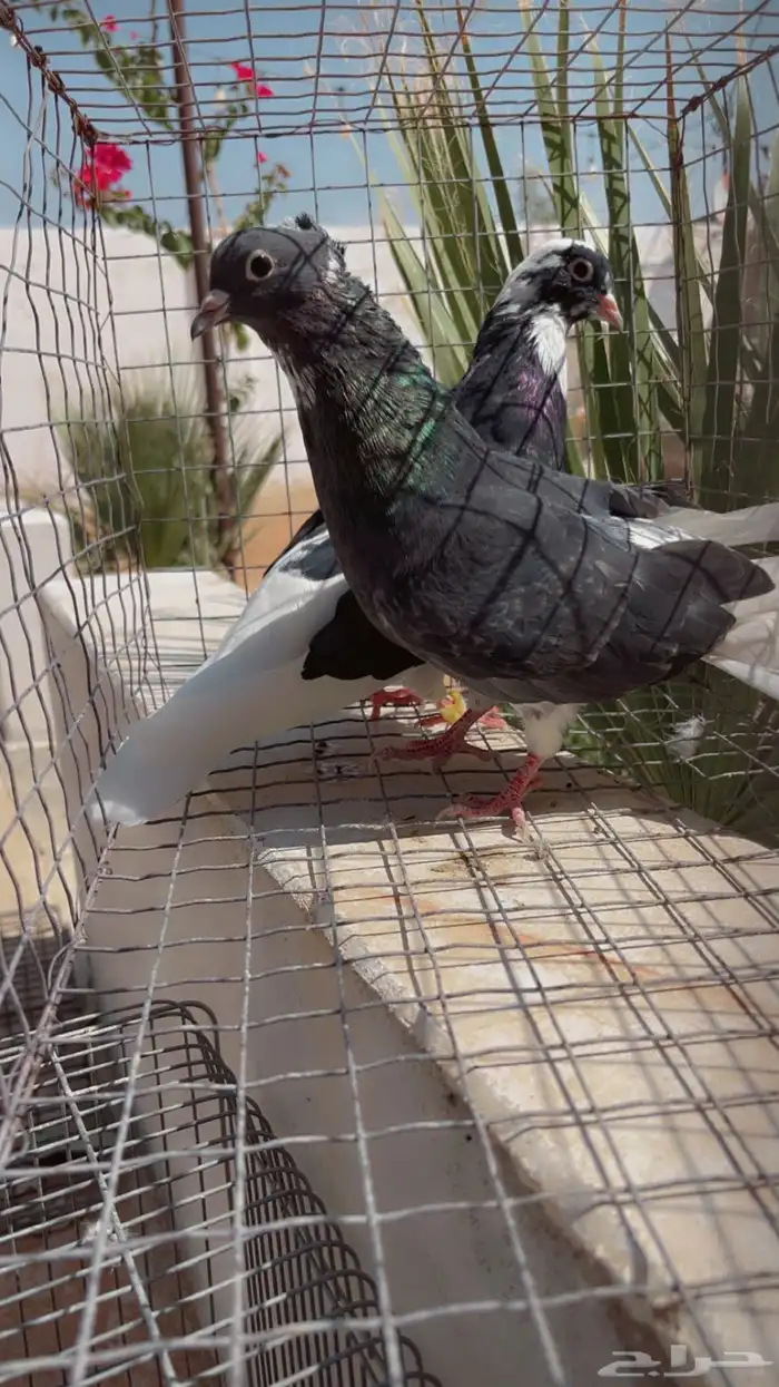 طيور حمام قلابي 0