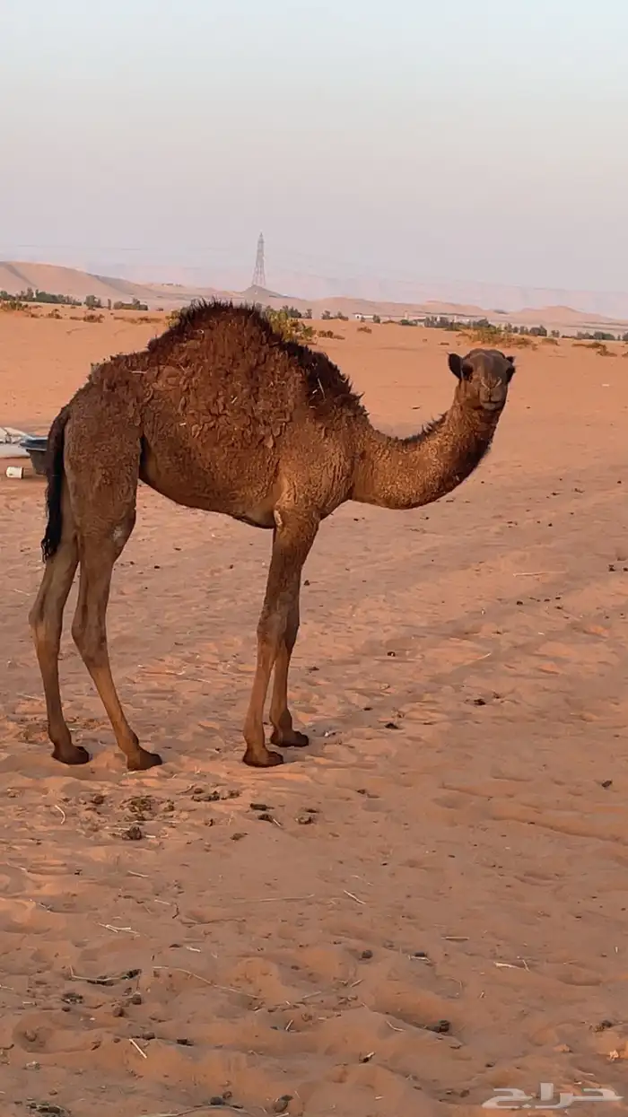 بكرة عمرها 6 شهور بصحة جيدة 0