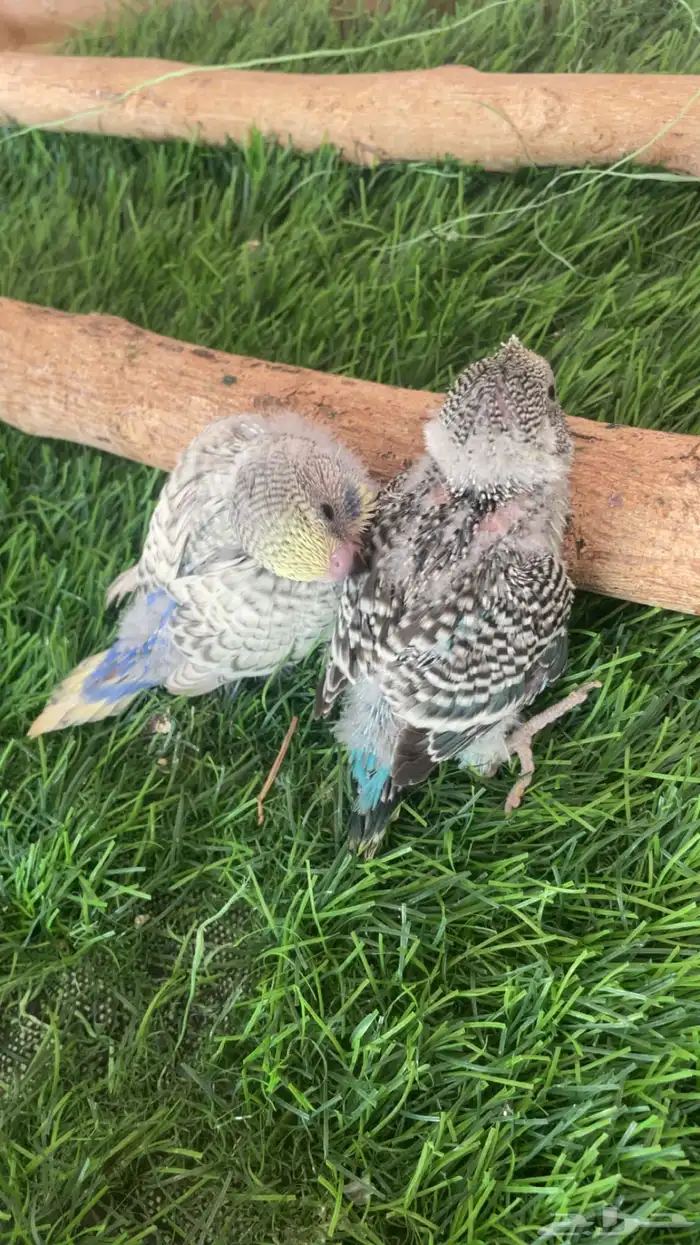 فروخ بادجي ( تم البيع ) 1