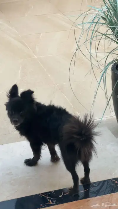 كلب شيواوا للبيع index