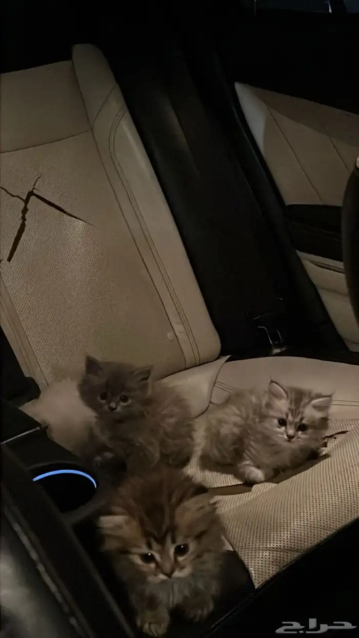 قطط للبيع 3
