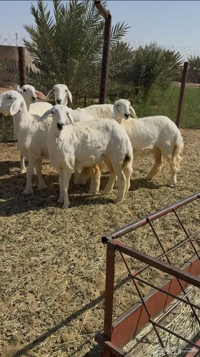 رخال مقنوي 1