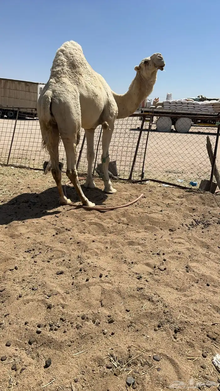 للبيع بعير اوضح طيب 3