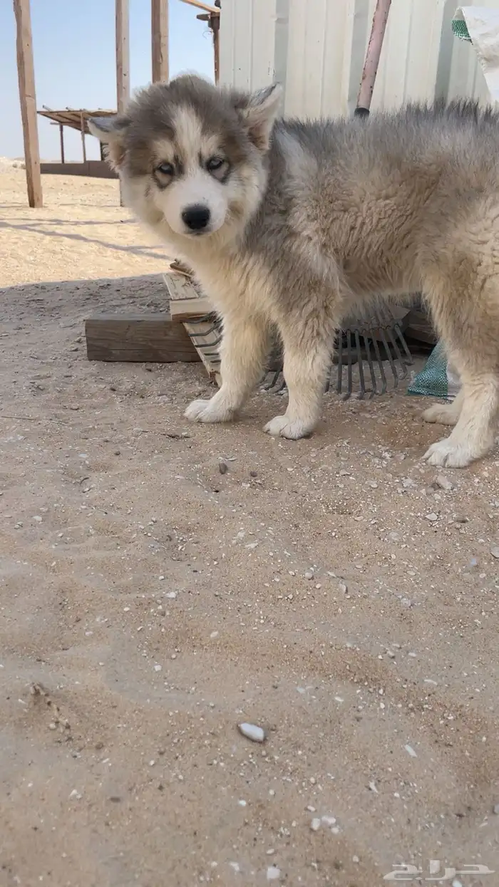 جرو للبيع 3